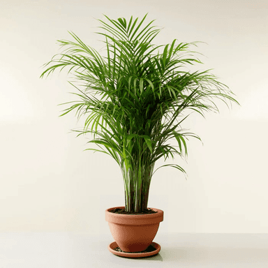 Areca Palm