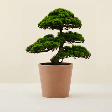 Bonsai Ficus Ginseng