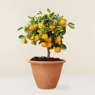 Calamondin