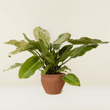 Philodendron