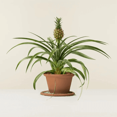 Pineapple Plant