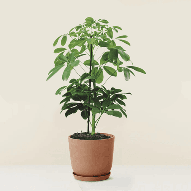 Schefflera Gold Capella