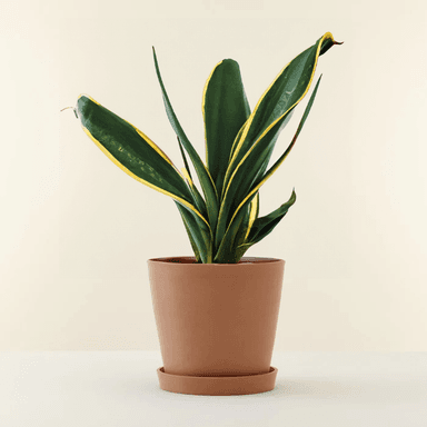 Snake Plant