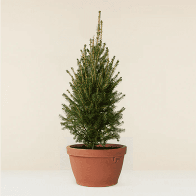 Spruce Tree