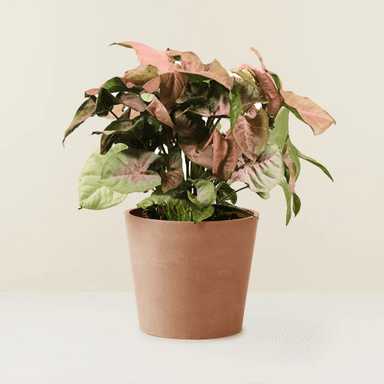 Syngonium Rose