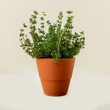 Thyme